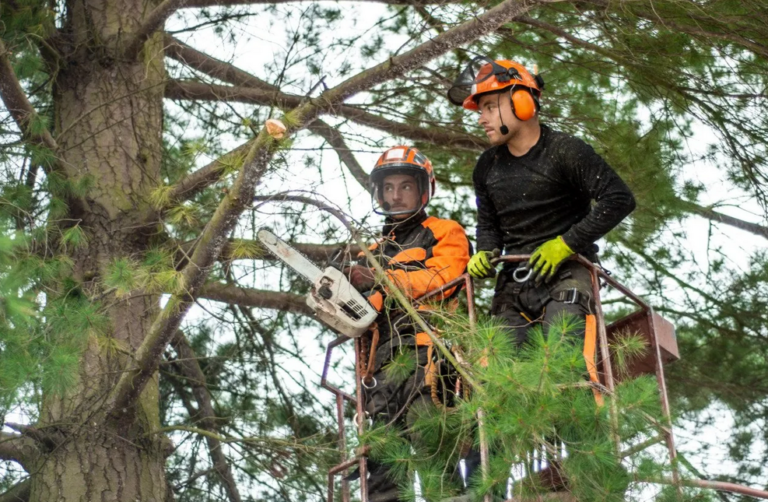 Real Tree Trimming Landscaping Inc Emergency Tree Removal Service 768x502